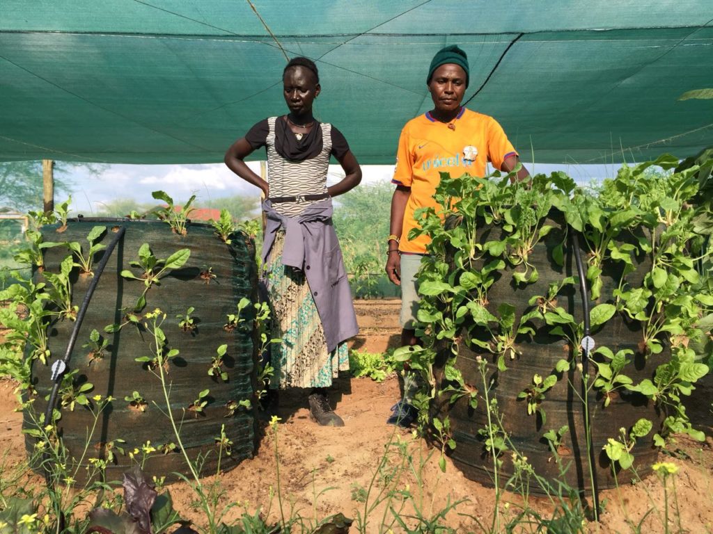 Vegetable grow bags in Turkana. Right side bag contain soil mixed with Earthlee, Asilee and Absorber
